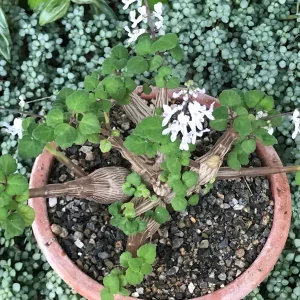 Bonsai Mint Plectranthus Ernstii Caudex Live Plant – Caudex Succulent – Indoor/Outdoor - Image 10
