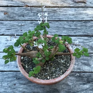 Bonsai Mint Plectranthus Ernstii Caudex Live Plant – Caudex Succulent – Indoor/Outdoor - Image 2