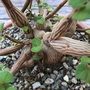 Bonsai Mint Plectranthus Ernstii Caudex Live Plant – Caudex Succulent – Indoor/Outdoor - Image 3