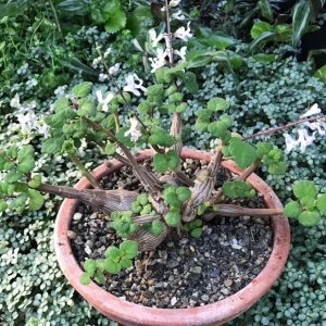 Bonsai Mint Plectranthus Ernstii Caudex Live Plant – Caudex Succulent – Indoor/Outdoor - Image 4