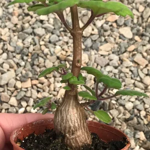 Bonsai Mint Plectranthus Ernstii Caudex Live Plant – Caudex Succulent – Indoor/Outdoor - Image 5