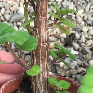 Bonsai Mint Plectranthus Ernstii Caudex Live Plant – Caudex Succulent – Indoor/Outdoor - Image 6