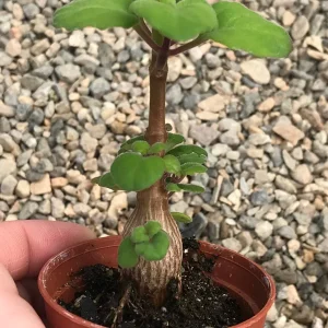 Bonsai Mint Plectranthus Ernstii Caudex Live Plant – Caudex Succulent – Indoor/Outdoor - Image 7