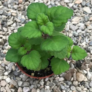 Bonsai Mint Plectranthus Ernstii Caudex Live Plant – Caudex Succulent – Indoor/Outdoor - Image 8