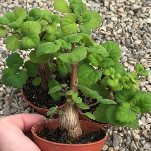 Bonsai Mint Plectranthus Ernstii Caudex Live Plant – Caudex Succulent – Indoor/Outdoor - Image 1