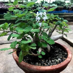 Bonsai Mint Plectranthus Ernstii Caudex Live Plant – Caudex Succulent – Indoor/Outdoor - Image 9