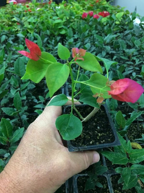 Bougainvillea 'Barbara Karst' Live Plant – Vibrant Magenta Blooms – Outdoor Vine - Image 2