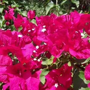 Bougainvillea 'Barbara Karst' Live Plant – Vibrant Magenta Blooms – Outdoor Vine - Image 1