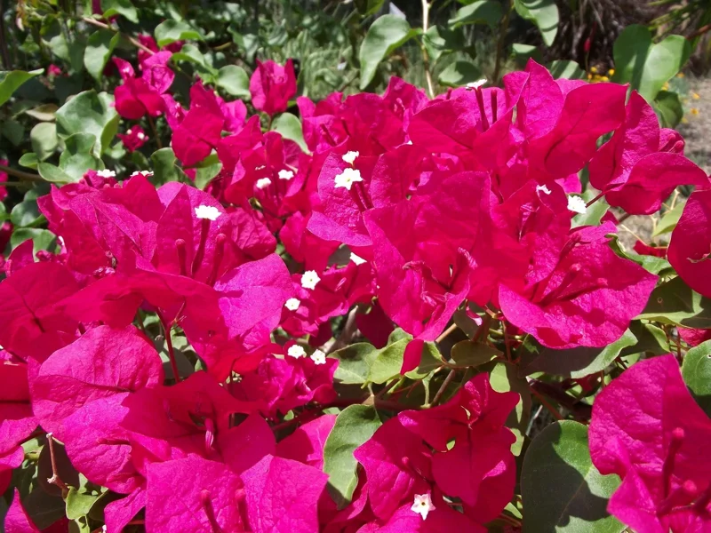 Bougainvillea 'Barbara Karst' Live Plant – Vibrant Magenta Blooms – Outdoor Vine - Image 1