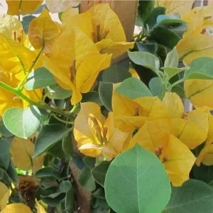 Bougainvillea 'California Gold' Live Plant – Vibrant Yellow Climber – Outdoor - Image 2
