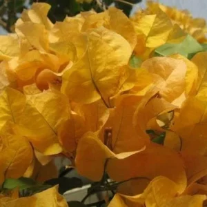 Bougainvillea 'California Gold' Live Plant – Vibrant Yellow Climber – Outdoor - Image 3