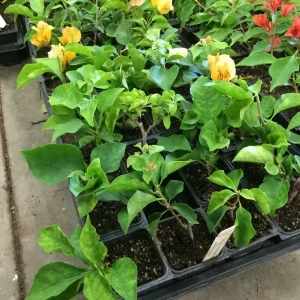 Bougainvillea 'California Gold' Live Plant – Vibrant Yellow Climber – Outdoor - Image 4