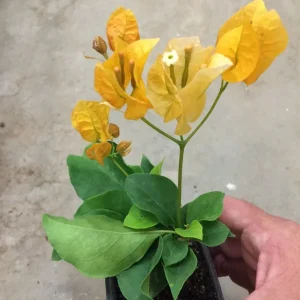 Bougainvillea 'California Gold' Live Plant – Vibrant Yellow Climber – Outdoor - Image 6