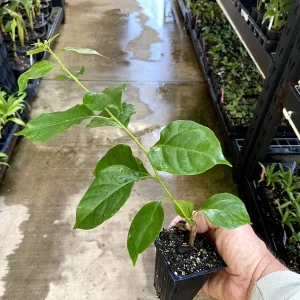 Bougainvillea 'California Gold' Live Plant – Vibrant Yellow Climber – Outdoor - Image 8