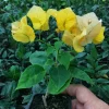 Bougainvillea 'California Gold' Live Plant – Vibrant Yellow Climber – Outdoor - Image 1