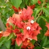 Bougainvillea 'Flame' Live Plant – Vibrant Climbing Shrub for Outdoor Gardens - Image 1