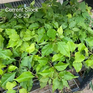 Bougainvillea 'Flame' Live Plant – Vibrant Climbing Shrub for Outdoor Gardens - Image 3