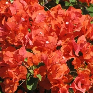 Bougainvillea 'Flame' Live Plant – Vibrant Climbing Shrub for Outdoor Gardens - Image 4