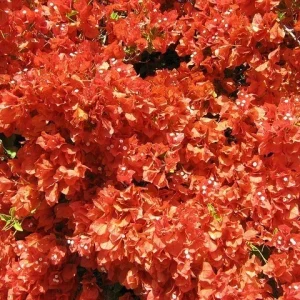 Bougainvillea 'Flame' Live Plant – Vibrant Climbing Shrub for Outdoor Gardens - Image 5