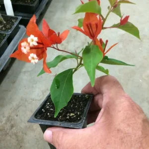 Bougainvillea 'Flame' Live Plant – Vibrant Climbing Shrub for Outdoor Gardens - Image 6