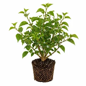 Bougainvillea Live Plant – 2 Mix Varieties – 4-7 Inches Tall – Outdoor Flowering Shrub - Image 3