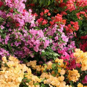 Bougainvillea Live Plant – 2 Mix Varieties – 4-7 Inches Tall – Outdoor Flowering Shrub - Image 4