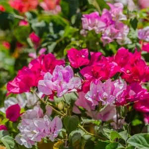 Bougainvillea Live Plant – 2 Mix Varieties – 4-7 Inches Tall – Outdoor Flowering Shrub - Image 5