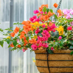 Bougainvillea Live Plant – 2 Mix Varieties – 4-7 Inches Tall – Outdoor Flowering Shrub - Image 6