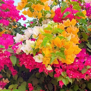 Bougainvillea Live Plant – 2 Mix Varieties – 4-7 Inches Tall – Outdoor Flowering Shrub - Image 7