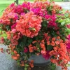 Bougainvillea Live Plant – 2 Mix Varieties – 4-7 Inches Tall – Outdoor Flowering Shrub - Image 1