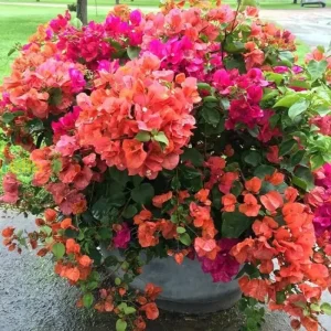 Bougainvillea Live Plant – 2 Mix Varieties – 4-7 Inches Tall – Outdoor Flowering Shrub - Image 1