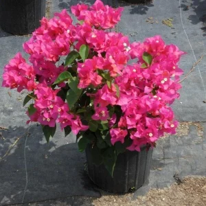 Bougainvillea 'Orange King' Live Plant - Vibrant Flowering Vine - Image 3