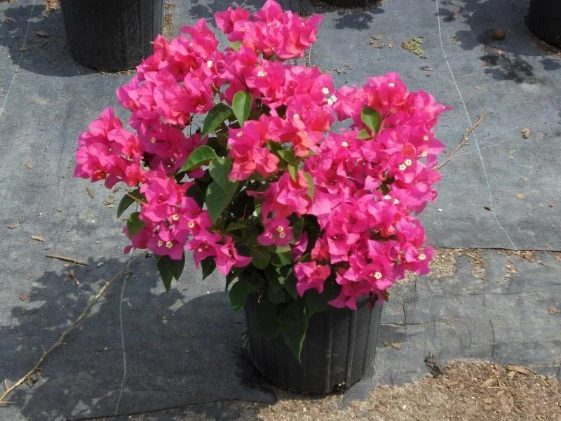 Bougainvillea 'Orange King' Live Plant - Vibrant Flowering Vine - Image 3
