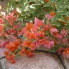 Bougainvillea 'Orange King' Live Plant - Vibrant Flowering Vine - Image 1