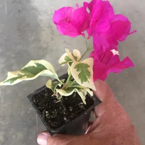 Bougainvillea 'Raspberry Ice' Live Plant – Vibrant Pink Climber – Outdoor - Image 2