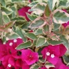 Bougainvillea 'Raspberry Ice' Live Plant – Vibrant Pink Climber – Outdoor - Image 1
