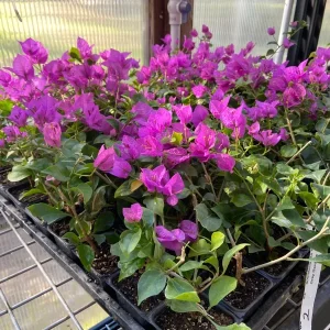 Bougainvillea 'Royal Purple' Live Plant – Vibrant Climbing Shrub – Outdoor - Image 2