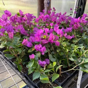 Bougainvillea 'Royal Purple' Live Plant – Vibrant Climbing Shrub – Outdoor - Image 3