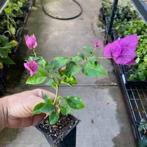 Bougainvillea 'Royal Purple' Live Plant – Vibrant Climbing Shrub – Outdoor - Image 4