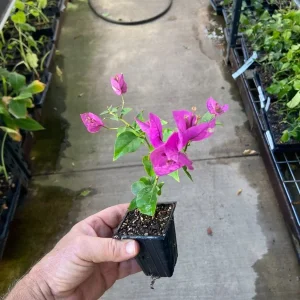 Bougainvillea 'Royal Purple' Live Plant – Vibrant Climbing Shrub – Outdoor - Image 5