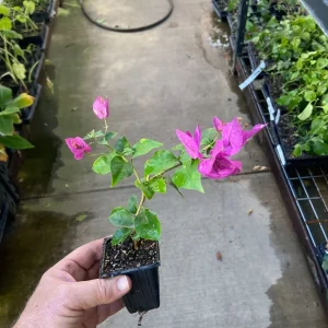 Bougainvillea 'Royal Purple' Live Plant – Vibrant Climbing Shrub – Outdoor - Image 6