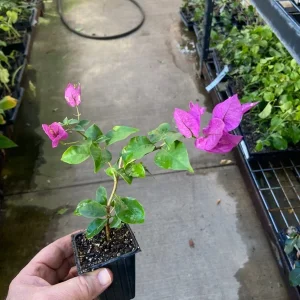 Bougainvillea 'Royal Purple' Live Plant – Vibrant Climbing Shrub – Outdoor - Image 7