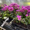 Bougainvillea 'Royal Purple' Live Plant – Vibrant Climbing Shrub – Outdoor - Image 1