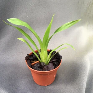 Brassia Orange Delight 'Hilo Sunrise' Live Orchid Plant 2.5