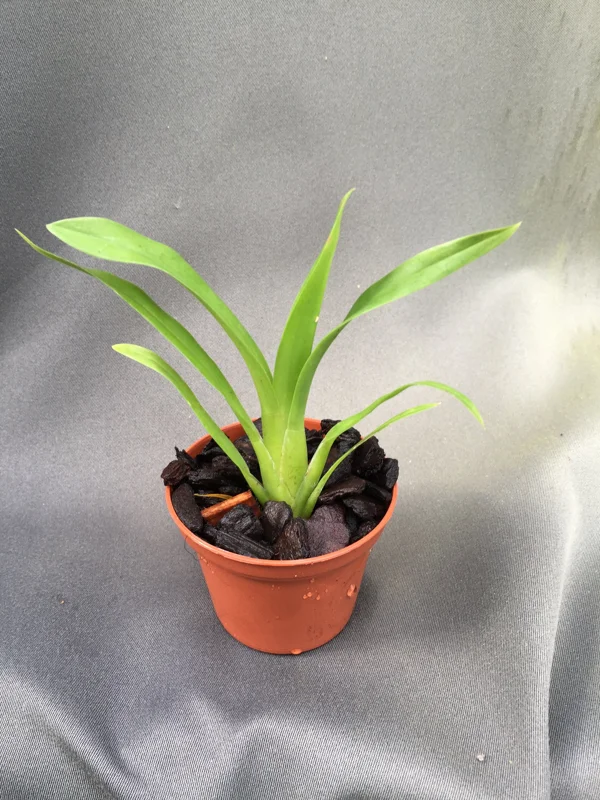 Brassia Orange Delight 'Hilo Sunrise' Live Orchid Plant 2.5" Pot - Image 2
