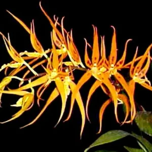 Brassia Orange Delight 'Hilo Sunrise' Live Orchid Plant 2.5