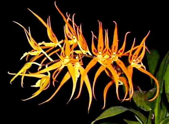Brassia Orange Delight 'Hilo Sunrise' Live Orchid Plant 2.5" Pot - Image 1