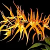 Brassia Orange Delight 'Hilo Sunrise' Orchid Live Plant 2.5" Pot Indoor - Image 1