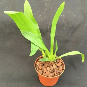 Bratonia Charles M. Fitch 'Izumi' AM/AOS Orchid Live Plant - Potted - Image 2