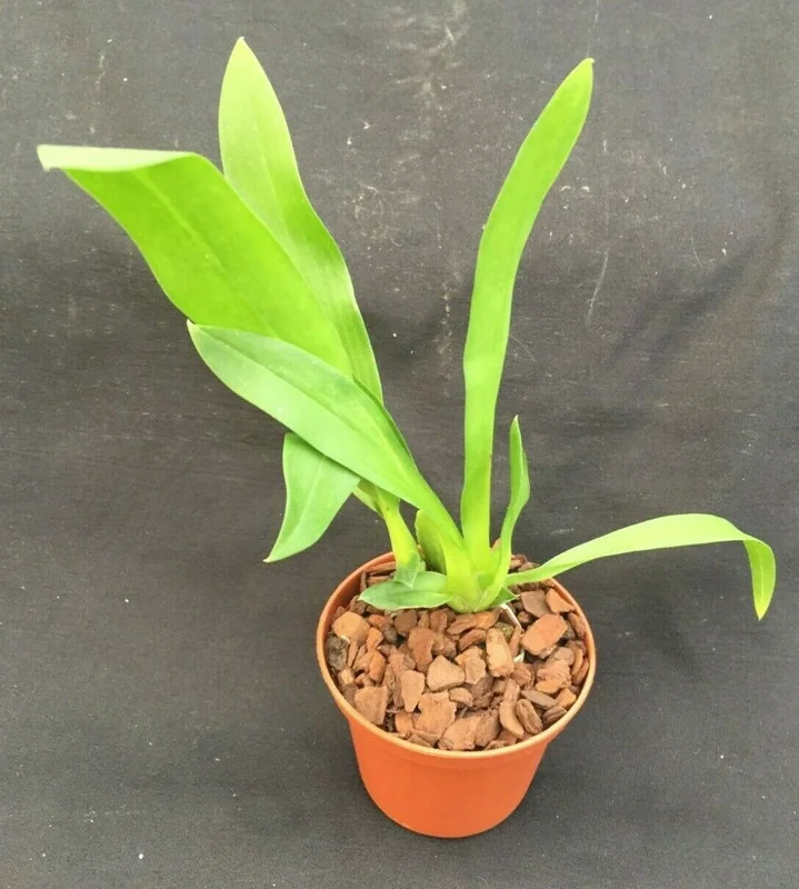Bratonia Charles M. Fitch 'Izumi' AM/AOS Orchid Live Plant - Potted - Image 2